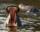 hippo