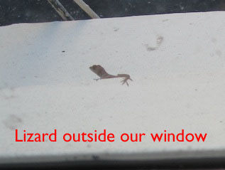 lizard