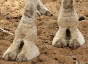 camel toes