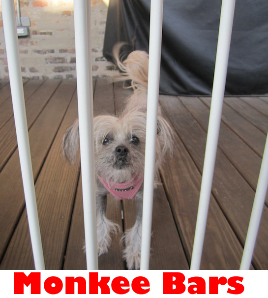 monkee bars