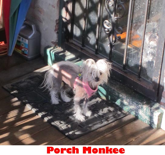 porch monkee